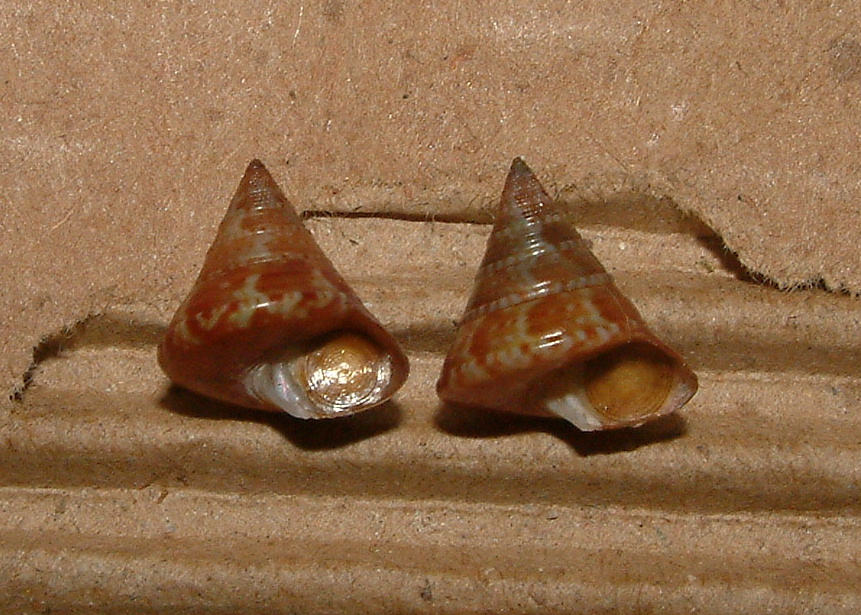 Calliostoma dubium